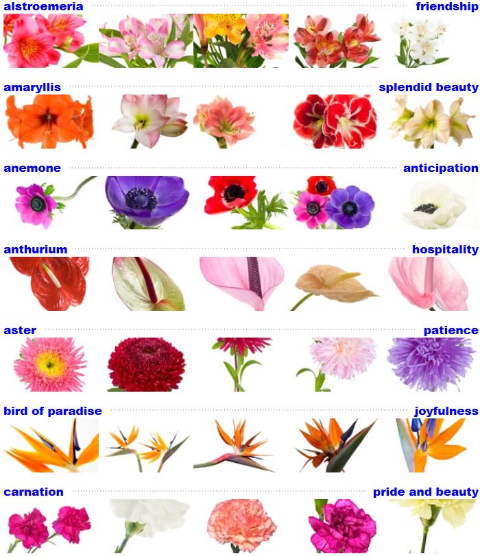 Plants Or Flowers That Represent Friendship Mourning And The